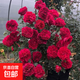 月季花苗爬藤大花盆栽小苗庭院藤本多季開(kāi)花植物歐月薔薇玫瑰 紅色龍沙寶石 30-45厘米