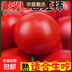 正宗攀枝花沙瓤西紅柿露天生吃粉果番茄新鮮采摘非普羅旺斯西紅柿 凈重中果【80-120克】 5斤
