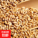 小麥粒 干小麥種子干麥子可磨面粉麥芽糖釀酒貓草魚(yú)窩喂養 優(yōu)質(zhì)干小麥粒2斤