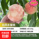 桃樹(shù)苗特早熟占地新品種血桃嫁接黃桃樹(shù)冬桃苗南北方種植當年結果 白鳳水蜜桃 5年苗當年結果