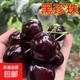 正宗櫻桃樹(shù)苗嫁接車(chē)厘子樹(shù)苗南方北方種植果樹(shù)苗盆栽地栽當年結果 黑珍珠 5年苗當年結果