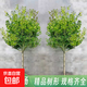 黃楊樹(shù)苗獨桿小葉瓜子黃楊苗盆栽庭院地栽造型盆景樹(shù)樁素材綠化苗 獨桿黃楊樹(shù) 3公分粗桿/高1.6米 141cm(含)-170cm(含)