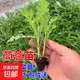 蠶豆苗高產(chǎn)豌豆苗萵筍苗烏塌菜央苗秋冬季耐寒陽(yáng)臺庭院種植蔬菜苗 茼蒿苗10棵