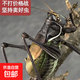鳴蟲(chóng)蟈蟈活體寵物成蟲(chóng)大個(gè)叫聲響亮新手好養包活包健康鐵皮蟈蟈 大號鐵皮1只