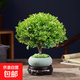 小葉赤楠盆栽室內客廳辦公室桌面四季好養活凈化空氣綠植花卉植物 小葉赤楠+綠色橢圓盆+底托+肥料 帶盆栽好