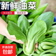 山東當季農家自種大棚油白菜上海青四季青現摘新鮮清脆有機蔬菜 小油菜2斤 【泡沫箱保溫袋】發(fā)貨