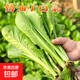 山東大棚直供四季種植小油白菜新鮮蔬菜綠葉菜現摘精選脆嫩清甜 優(yōu)選現摘小白菜（泡沫箱加保溫袋發(fā)貨） 2斤
