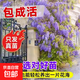紫藤花苗紫藤蘿樹(shù)苗 盆栽盆景老樁大苗 庭院爬藤植物陽(yáng)臺攀爬花卉 紫藤樹(shù)苗1公分粗（買(mǎi)2送1）