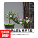 紅花六月雪黃楊盆栽老樁懸崖造型樹(shù)樁室內盆栽桌面常青綠植微盆景 六月雪懸崖樁+肥料【育苗盆】
