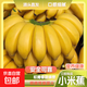 京喜加廣西小米蕉自然熟酸甜香蕉正宗新鮮水果蘋(píng)果蕉自然熟當季營(yíng)養健康 精品小米蕉 帶箱2斤