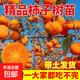 柿子苗樹(shù)苗嫁接果樹(shù)苗南北方種植地栽火晶柿脆甜柿子樹(shù)苗當年結果 十二年苗結果碩果累累 （備注品種） 50cm(含)-60cm(不含)