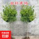 黃楊樹(shù)苗獨桿小葉瓜子黃楊球樹(shù)苗庭院地栽造型盆景樹(shù)樁素材綠化 精品獨桿黃楊3公分粗-樹(shù)形優(yōu)美 其他