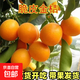 金桔樹(shù)樹(shù)苗盆栽脆皮金桔苗金橘可食用帶果四季橘子客廳室內外果樹(shù) 強烈推薦（精品）脆皮金桔5年苗【帶果發(fā)貨】