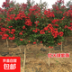 美國紅火箭紫薇苗川紅紫薇國旗紅紫薇花樹(shù)苗叢生紫薇樹(shù)苗耐寒耐熱 紅火球紫薇3公分粗【1.3-1.4米高】帶土發(fā)貨