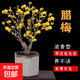 臘梅老樁盆栽耐寒紅梅帶花苞植物陽(yáng)臺四季濃香型紅梅冬季開(kāi)花盆景 5年老樁紅梅【僅花期帶花苞】