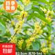 桂花樹(shù)苗盆栽室內四季桂花卉植物金桂丹桂庭院大樹(shù)濃香型綠植開(kāi)花 【四季桂】粗2.5cm 高1.3-1.4米土球發(fā)貨