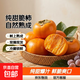 廣西巧克力脆柿 純甜不澀口 樹(shù)上自然成熟 新鮮采摘 帶箱2斤單果100g+