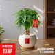 發(fā)財樹(shù)小盆栽室內招財植物擺件中式禪意客廳辦公室桌面好養綠植 直桿發(fā)財樹(shù)+原盆原土 （圓滿(mǎn)吊牌）