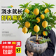 香水檸檬樹(shù)樹(shù)苗盆栽老樁帶果可食用植物室內客廳陽(yáng)臺四季好養綠植 檸檬樹(shù)盆栽（原盆栽好）