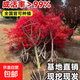 紅楓樹(shù)苗公園庭院別墅帶葉植物日本紅舞姬四季室外綠化行道樹(shù) 日本丨紅鏡【北方首選】2.0公分