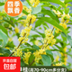 桂花樹(shù)苗盆栽室內四季桂花卉植物金桂丹桂庭院大樹(shù)濃香型綠植開(kāi)花 四季桂花70-90cm-多分叉【原土球發(fā)貨】