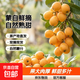 云南蒙自甜枇杷新鮮水果當季長(cháng)虹琵琶枇杷現摘樹(shù)上熟整箱 3斤嘗鮮裝（單果重30克+）