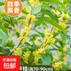 桂花樹(shù)苗盆栽室內四季桂花卉植物金桂丹桂庭院大樹(shù)濃香型綠植開(kāi)花 精品四季桂花70-90cm【原土球發(fā)貨】