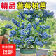 藍莓樹(shù)果苗盆栽發(fā)貨特大L25藍莓苗南北方種植正宗藍莓盆栽果樹(shù)苗 特惠6年苗當年結果（兩顆裝）品種備注 50cm(含)-60cm(不含)