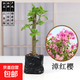 三角梅盆栽植物花卉苗新品種玫瑰陽(yáng)臺庭院凈化空氣好養活勤花盆景 漳紅櫻【1棵】當年開(kāi)花 不含盆