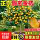 金桔樹(shù)樹(shù)苗盆栽脆皮金桔苗金橘可食用帶果四季橘子客廳室內外果樹(shù) （精品）脆皮金桔6年苗【帶果多發(fā)貨】