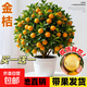 金桔樹(shù)樹(shù)苗盆栽脆皮金桔苗金橘可食用帶果四季橘子客廳室內外果樹(shù) 特惠（精品）脆皮金桔5年苗【帶果發(fā)貨】買(mǎi)一送一