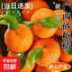正宗廣西砂糖橘新鮮水果當季現摘蜜桔金秋沙糖桔橘子整箱京東包郵 帶箱10斤裝