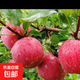 高紅富士蘋(píng)果脆甜冰糖心蘋(píng)果紅富士 2枚 65mm-75mm