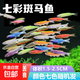 斑馬魚(yú)魚(yú)缸淡水觀(guān)賞魚(yú)水魚(yú)苗好養魚(yú)冷水體長(cháng)1.5-2.5CM顏色隨機發(fā) 讓您體驗什么叫大號斑馬12條