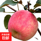 陜西渭北黃土高原秦脆蘋(píng)果馬欄紅旬邑蘋(píng)果禮盒款脆甜多汁包郵 6個(gè)裝試吃款 75-80mm凈重約1.9-2.1斤