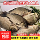 微山湖鯽魚(yú)新鮮活現殺淡水小河魚(yú)冷凍雜魚(yú)孕產(chǎn)婦下奶月子燉湯凈重 大號鯽魚(yú)（每斤2-3條） 3斤