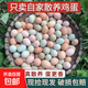九華山烏雞蛋綠殼蛋混合對半裝新鮮營(yíng)養蛋產(chǎn)地直發(fā)35-45g 買(mǎi)25烏雞蛋送25土雞蛋合計50枚
