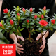 【發(fā)貨帶花苞】四季開(kāi)花杜鵑花盆栽辦公室陽(yáng)臺綠植長(cháng)青花卉盆景 杜鵑 紅色杜鵑：買(mǎi)一發(fā)五到手5棵