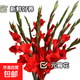 粉紅色劍蘭節節高鮮花水養插花室內辦公室插年宵花新鮮采摘廣州發(fā) 紅色劍蘭5支