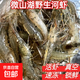 微山湖原生態(tài)野生河蝦鮮活現捕急凍鎖鮮青蝦醉蝦五節腿 大號河蝦4盒 1000g(凈重)  每只6-9厘米左右