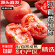 番茄沙瓤西紅柿【源頭直發(fā)】高山現摘西紅柿新鮮水果蔬菜 嚴選果【老農手挑】 5斤