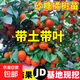 正宗廣西無(wú)籽砂糖橘子樹(shù)苗南北方種植家庭庭院沙糖桔果樹(shù)帶土盆栽 【帶土帶葉】2年精選苗（適合大面積種植） 81cm(含)-110cm(含)