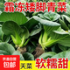 蘇北矮腳青菜霜凍新鮮綠色蔬菜蘇州青現摘農家露天太湖青菜軟糯甜 矮腳青凈重2500g