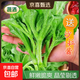 山東新鮮冰草冰菜沙拉菜非洲冰菜火鍋即食生吃生菜送沙拉醬西餐廳 冰草4斤【清晨采摘+帶沙拉醬】