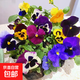 冬季耐寒草花貓臉花三色堇花苗盆栽地載綠化行道大花多色 三色堇混色20棵