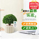 京云夢(mèng)霧凇小盆栽北歐ins綠植辦公室內除甲醛四季好養提拉米蘇源頭直發(fā)