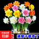 重瓣洋水仙花水養盆栽四季開(kāi)花卉植物室內花綠植水培懶人好養耐寒 [混色洋水仙【水培/土培都可以】春開(kāi)花] [【混色10球】]