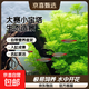 瘋狂水草綠菊水草植物魚(yú)缸坨草造景增氧陰性水榕養魚(yú)生態(tài)水培綠植 （NCAC大賽級）小寶塔1個(gè)