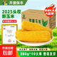 開(kāi)源保豐東北黃糯玉米真空包裝粗糧大棒禮盒低脂新鮮苞米即食代餐 頭茬黃糯玉米10支 250g-280g/支