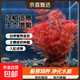 瘋狂水草綠菊水草植物魚(yú)缸坨草造景增氧陰性水榕養魚(yú)生態(tài)水培綠植 火山石紅菊1顆